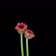 Time-lapse of opening pink gerbera flower - VideoHive Item for Sale