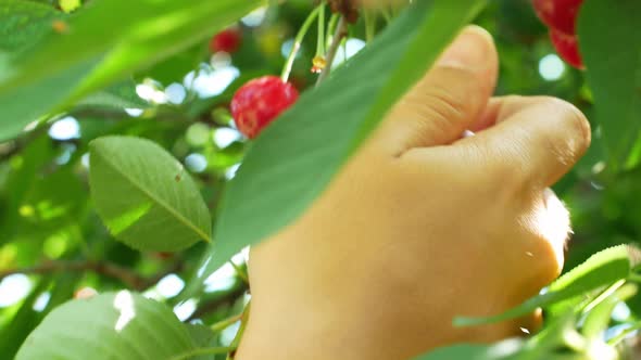 The woman is harvesting the cherry. Juicy ripe red cherries on the tree. Cherries in the garden