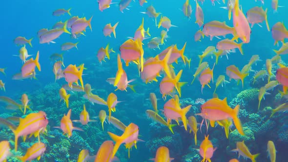 Tropical Fish on Vibrant Coral Reef