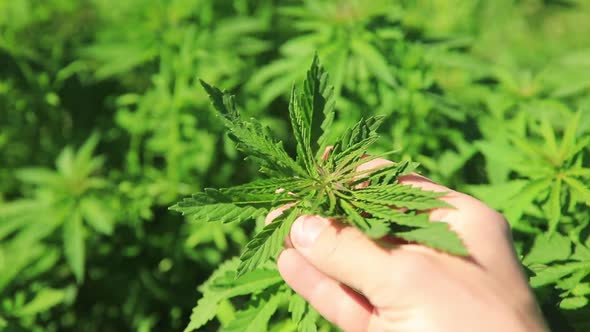 Green Bushes of Marijuana. Close Up View of a Marijuana Cannabis Bud alt