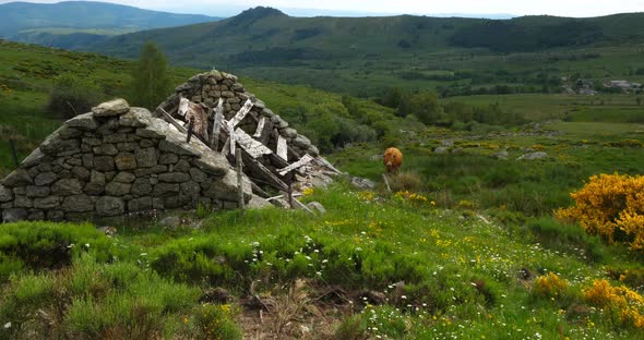 Cattle in the national park of Cevennes, col de niel, Mont Lozere, France
