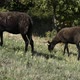 Two black sheep grazing on a meadow - VideoHive Item for Sale