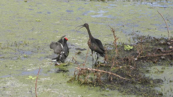 Limpkin and Common Moorhen in a Swamp