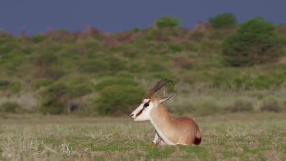 Peaceful adult springbok rests in an open field, calmly chewing grass. Telephoto long shot. alt