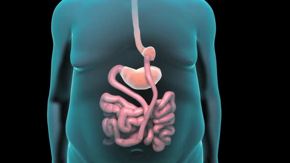 The GI tract is a series of hollow organs joined in a long, twisting tube from the mouth to the anus alt