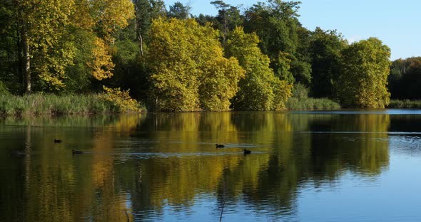 The pond Sainte Perine, Forest of Compiegne, Picardy, France alt