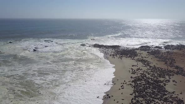 Aerial drone view of pod of seals and sea lions at a Africa beach. alt
