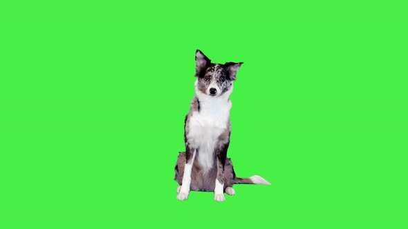 Border Collie Sitting and Looking Forward on a Green Screen Chroma Key alt