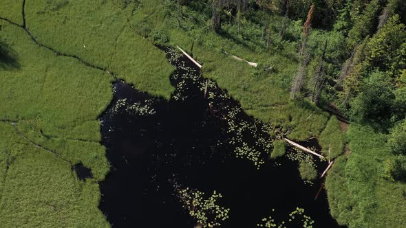 Aerial top down view of plants growing on a lake in a swamp. alt
