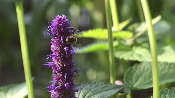 Blooming Mint and Bee. Slow Motion 4x.