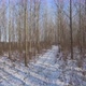 Forest In Winter - VideoHive Item for Sale