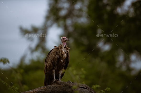 A Vulture, Necrosyrtes monachus, perches on a branch. - Stock Photo - Images