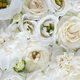 Flower white macroclose up beautiful flowers - PhotoDune Item for Sale