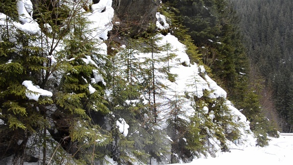 Pine Forest In Winter