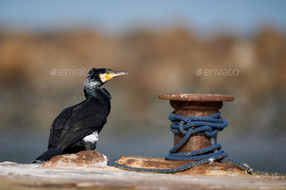 Great cormorant (Phalacrocorax carbo) - Stock Photo - Images