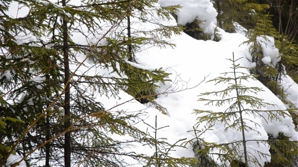 Pine Forest In Winter 02