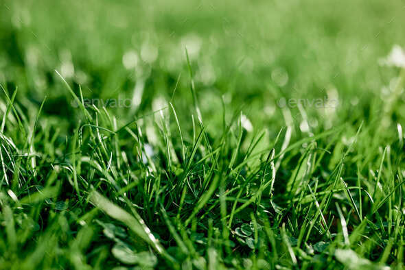 Cost-effective green clover grass for landscaping the garden by the house, seeds and fertilizer
