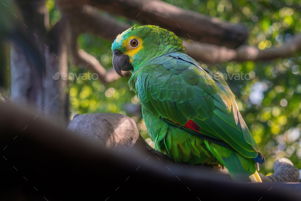 Turquoise-fronted Amazon or Blue-fronted parrot (Amazona aestiva) - Stock Photo - Images