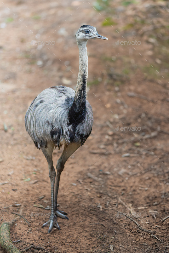 Greater Rhea (Rhea americana) - South american flightless bird Stock