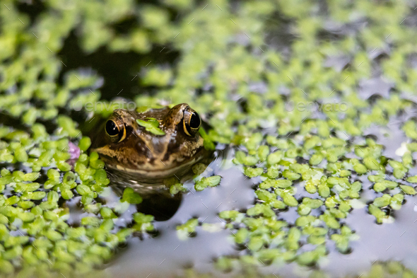a small frog looks like he is floating in the green water Stock Photo by  wirestock