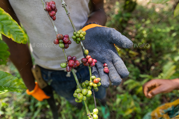 Closeup of some ripe coffee ready to be harvested together with some coffee that is not yet ripe