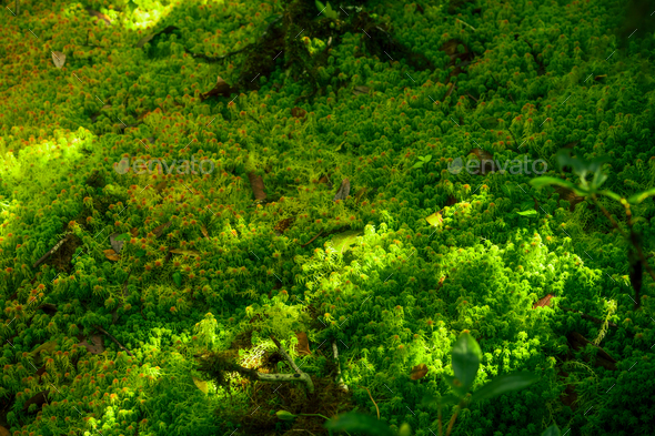 Green Sphagnum Moss Close Up With Blurred Background Stock Photo