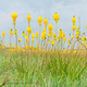 Field of Yellow Kastert - PhotoDune Item for Sale