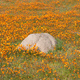 Anthill between orange daisies - PhotoDune Item for Sale