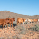 Cattle in the Karoo - PhotoDune Item for Sale