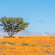 Lonely tree in a sea of orange daisies - PhotoDune Item for Sale