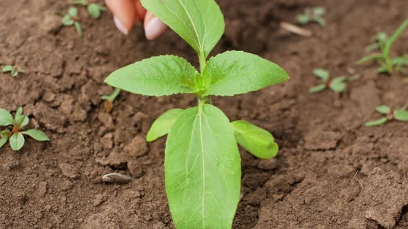 A female hand to clean the ground from weeds around the young shoot of the plant. alt