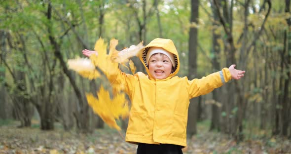 Little Cute Child Throws Up Yellow Leaves of Canadian Maple