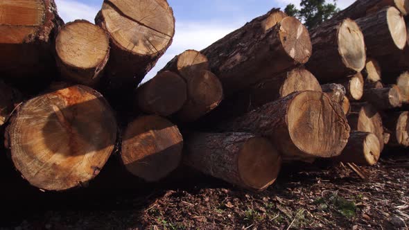 Pile of Wooden Logs in the Woods alt