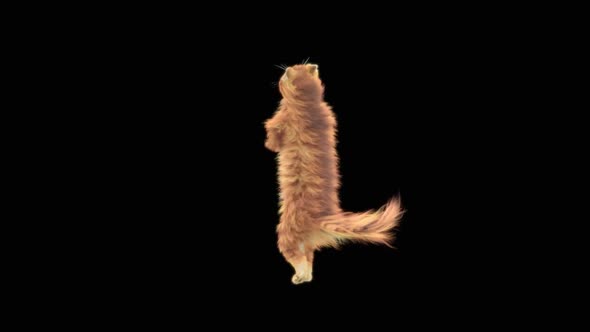 Cat Dancing HD alt