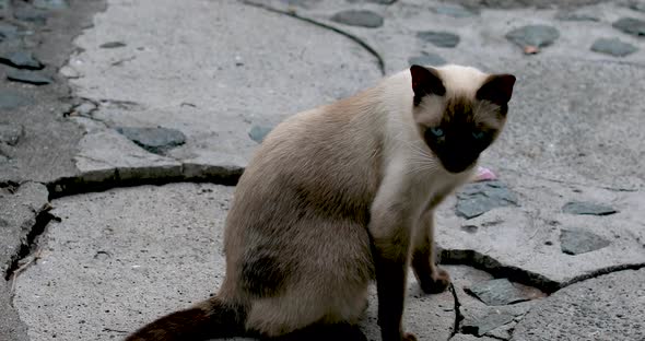 cat siamese wild alt