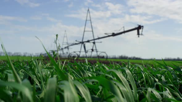 Agriculture Greens Swaying Wind Growing Near Irrigation System on Sunny Day Farm alt
