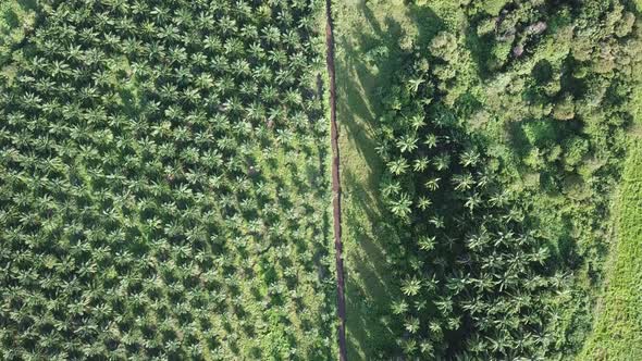 Aerial top down view oil palm plantation alt