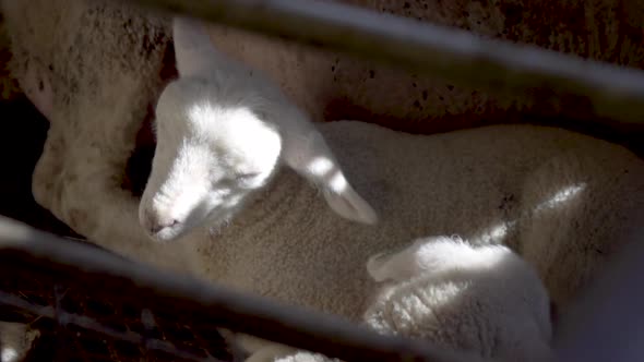 White lamb sleeping inside alt
