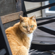 Front Porch Cat - PhotoDune Item for Sale