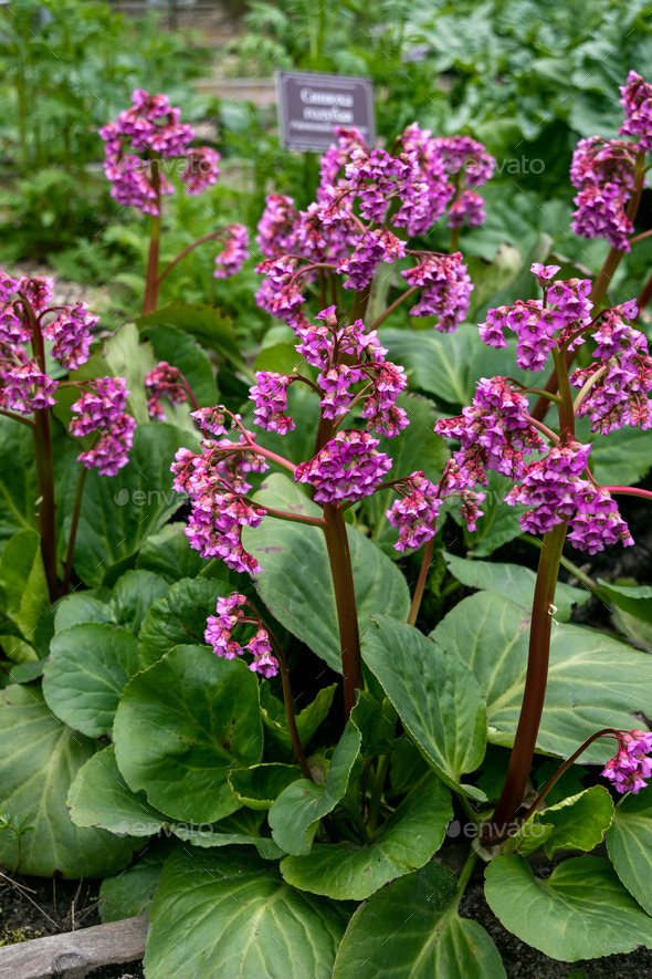 Close-up of badan Bergenia crassifolia blooming in a flower bed in May - Stock Photo - Images