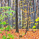 Autumn Leaf Forest - VideoHive Item for Sale