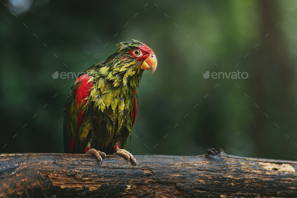Soaked Wet Red-spectacled Amazon Parrot wing (Amazona pretrei) - Stock Photo - Images