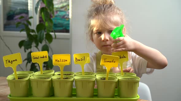 a Little Blonde Girl in an Apron is Engaged in Planting Seeds for Seedlings Spraying Planted Plants alt