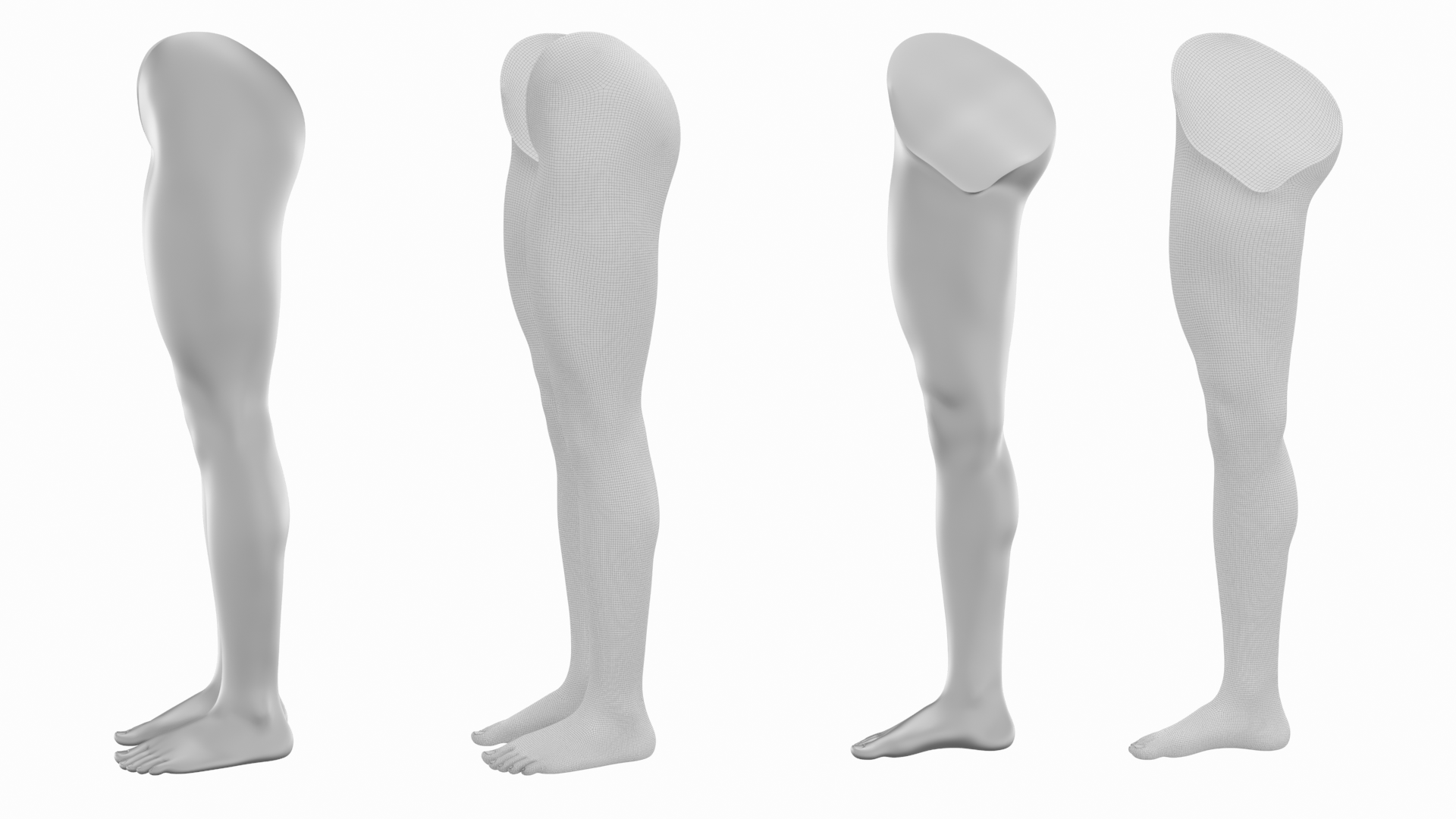 Female Legs Anatomical Base Mesh by valeriik | 3DOcean