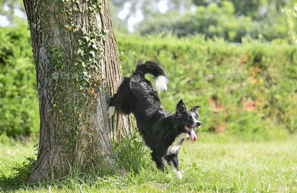 obedience training with a border collie