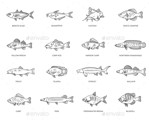 Freshwater Fish Set