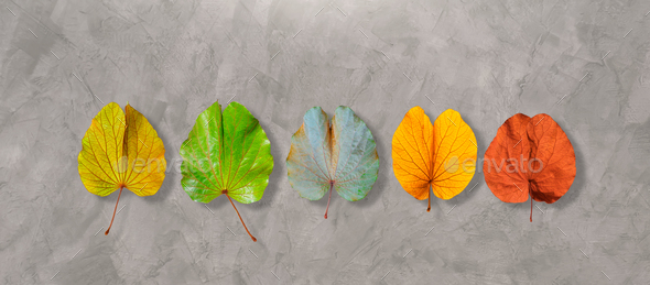 Different colorful collection of fresh and old Bauhinia aureifolia leaves on concrete background - Stock Photo - Images