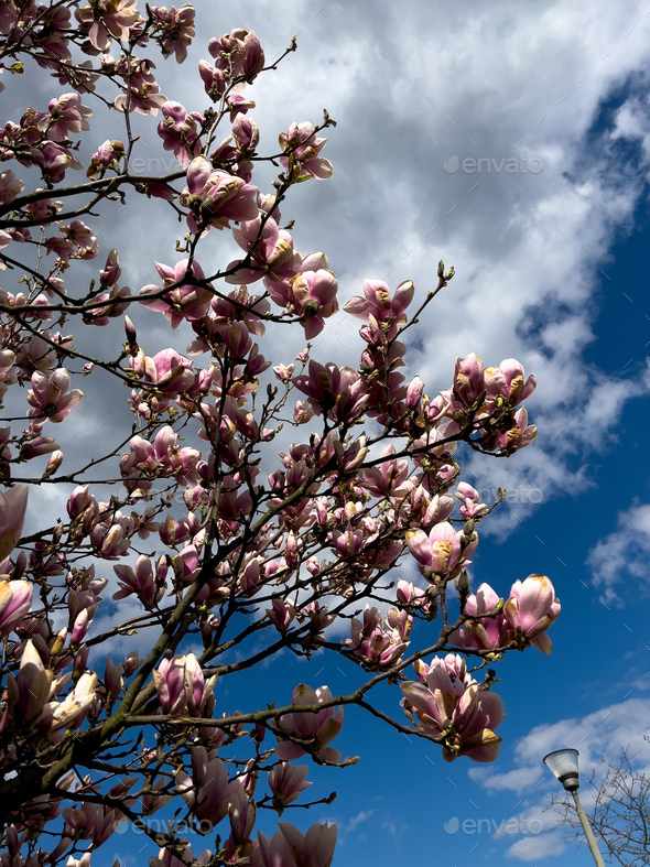 Magnolia tree blossom against blue sky with white clouds in spring ...