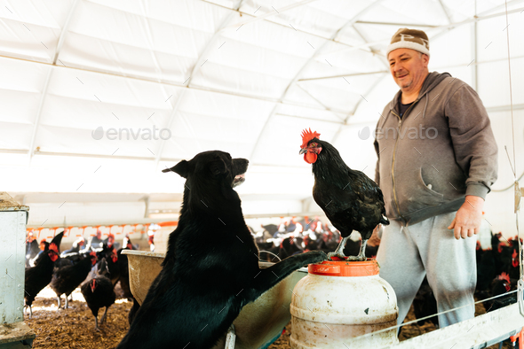 Positive livestock farmer with black dog and chickens in poultry shelter