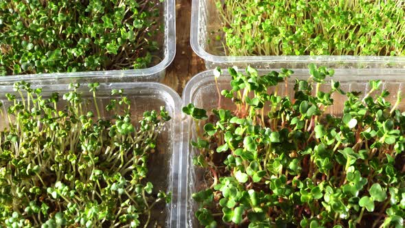 Growing Microgreen in Plastic Trays alt